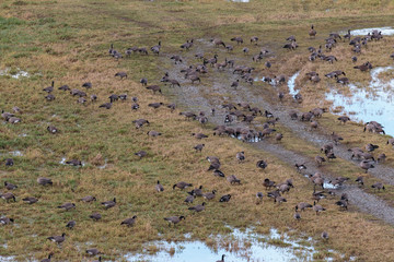 Canadian geese feeding in field