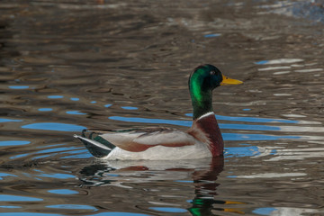 Drake Mallard