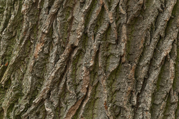 abstract natural background: close up of oak tree bark