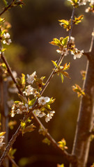 Blooming cherry at the garden