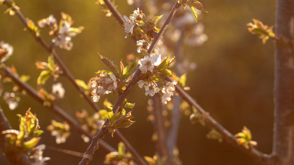 Blooming cherry at the garden