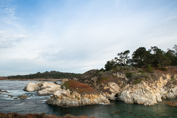 Point Lobos sp