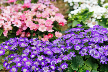 Obraz premium The wild flowers and plants