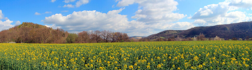 Thüringer Landschaft mit Rapsfeld