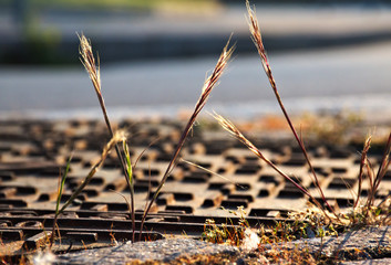 manhole on asphalt