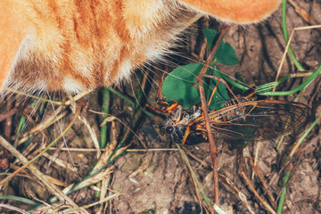 ginger cat looks at the Cicada