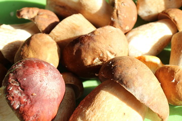 Boletus edulis. Boletus mushrooms