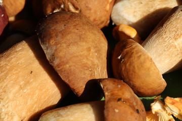 Boletus edulis. Boletus mushrooms
