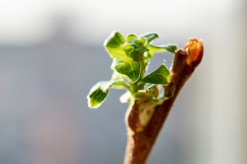 Green buds on branches in spring. Nature and blooming in spring time.