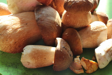 Boletus edulis. Boletus mushrooms