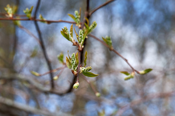 Buds on a tree at the springtime.