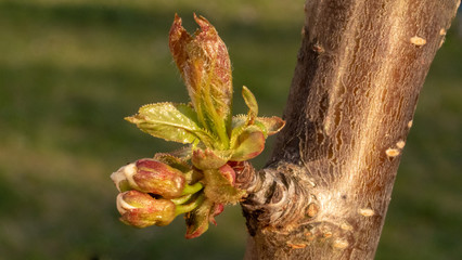 Blooming cherry at the garden