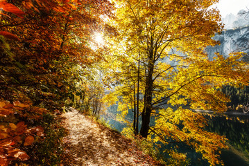 Obraz premium Golden autumn scene in Austrian Alps, with falling leaves under sunlit, the sun shining through the trees and turquoise water in Gosausee lake. Incredible autumn Landscape. Picturesque background