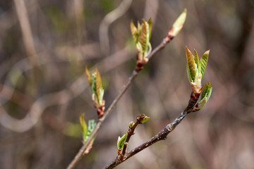 Buds on a tree at the springtime.