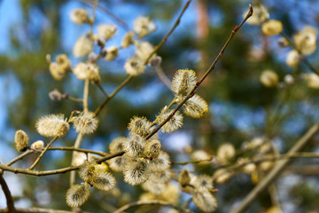 Buds on a tree at the springtime.