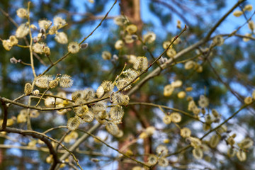 Buds on a tree at the springtime.