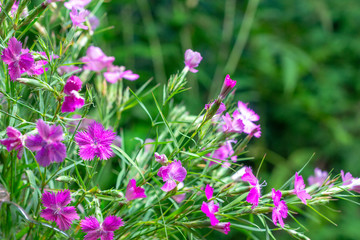 bouquet of wild carnations on a green natural background
