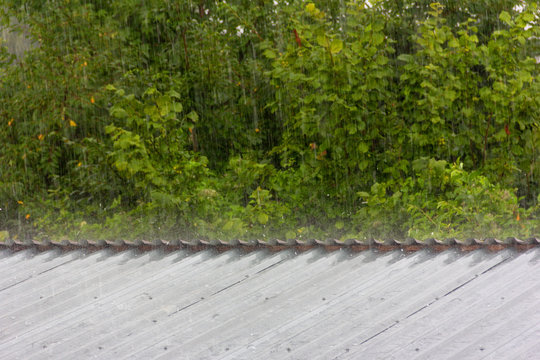 summer rain on the background of green foliage and small hail hitting the metal roof