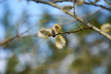 Buds on a tree at the springtime.