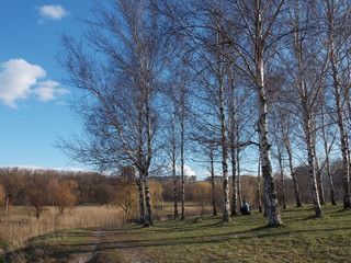 Obraz premium old oak tree in the park