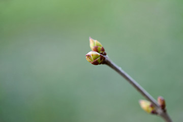 Buds on a tree at the springtime.