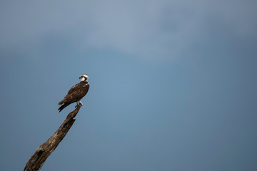 An Osprey perched on a submerged tree in the backwaters of Bhadra river