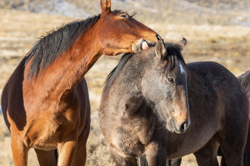 Fototapeta premium Wild Horses in Winter int he Utah desert
