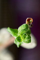 Green buds on branches in spring. Nature and blooming in spring time.