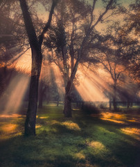 forest light rays