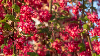 Blooming currant at the garden