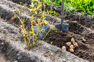  Potatoes of new harvest and shovel at the potatoes plantation