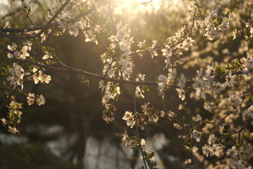 flowering fruit tree at sunset