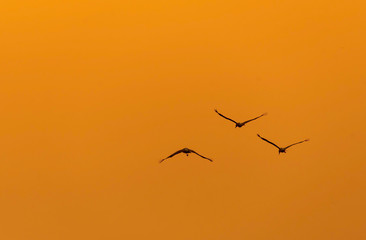 Three greylag goose flying away into horizon inside Keoladeo National Park