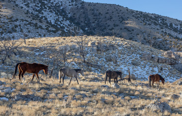 Wild Horses in Winter int he Utah desert