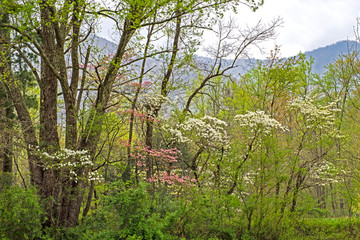 Redbuds and Dogwoods bloom together in the spring season.