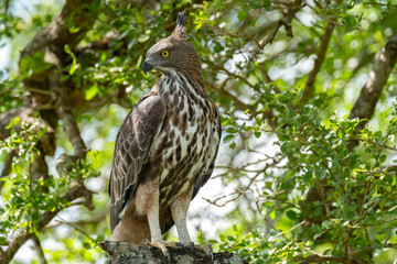 Crested Serpent Eagle (Spilornis cheela), Yala National Park, Sri Lanka