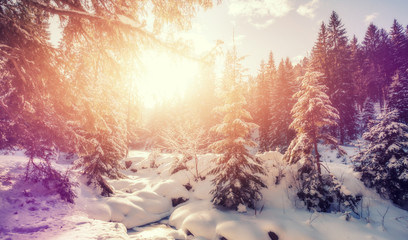 Wonderful Winter Sunset. Majestic Sunny Landscape. Wintry forest under Sunlight. Picture of wild...