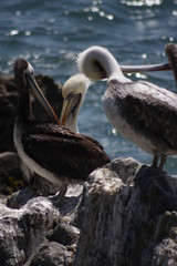 bird, seagull, sea, flying, ocean, water, gull, animal, nature, flight, fly, wildlife, wings, blue, wing, birds, freedom, beach, feather, white, sky, beak, pelican, coast