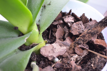 young plant in a pot