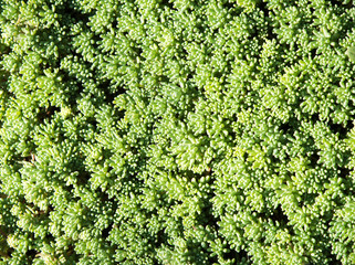 Green carpet texture. The beaitiful Green leaves