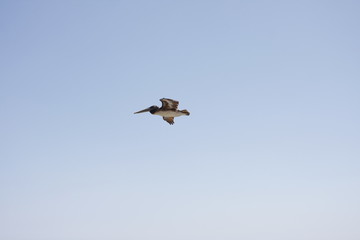 bird, seagull, sea, flying, ocean, water, gull, animal, nature, flight, fly, wildlife, wings, blue, wing, birds, freedom, beach, feather, white, sky, beak, pelican, coast