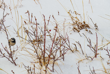 Bird on a twig with snow background
