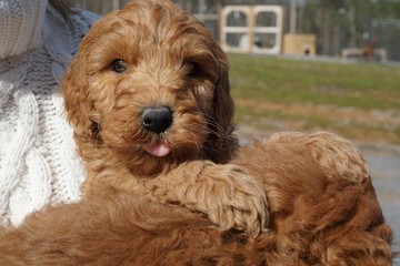 Goldendoodle puppy 