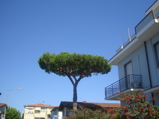 Cityscape with Pine Pine