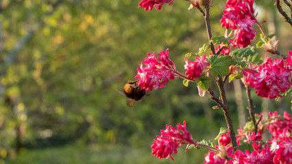 Blooming currant at the garden
