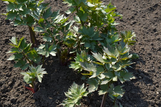 Lubczyk ogrodowy świeży wiosną w glebie, Levisticum officinale