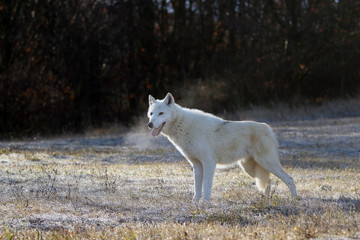 Naklejka na ściany i meble The Hudson Bay wolf (Canis lupus hudsonicus) subspecies of the wolf (Canis lupus) also known as the grey/gray wolf or arctic wolf. Young female in a frosty morning.