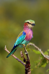 The lilac-breasted roller (Coracias caudatus) sitting on the branch.Lilac colored bird with green background.A typical African bird predator sitting on a thin branch, image of an African safari.