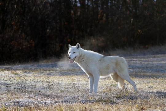 The Hudson Bay wolf (Canis lupus hudsonicus) subspecies of the wolf (Canis lupus) also known as the grey/gray wolf or arctic wolf. Young female in a frosty morning.