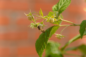 Bee collects nectar from raspberry flowers in the garden